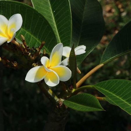 Gite Des Acacias Union Vale Экстерьер фото